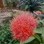 Scadoxus puniceus Lorea