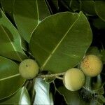 Calophyllum inophyllum Плод