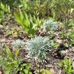 Artemisia arborescensFulla