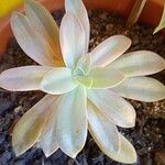 Dudleya greeneiFeuille