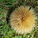 Carlina acanthifoliaFlower