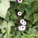 Ipomoea tiliacea Flower
