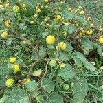 Solanum viarum Fruit