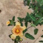 Sida cordifolia Flower