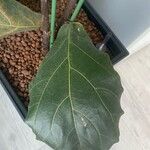 Ficus lyrata Folha