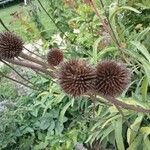 Echinacea purpureaFlower