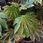 Fatsia japonica Leaf