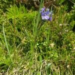 Veronica bellidioides Blomst