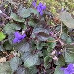 Viola labradorica 花