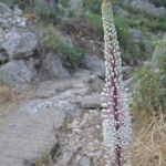 Drimia numidica Flower