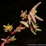 Portulaca halimoides Λουλούδι