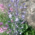 Scilla hyacinthoides Flors