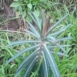 Euphorbia lathyris Lapas