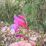 Gladiolus illyricus Kukka