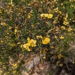 Pultenaea retusa Кветка