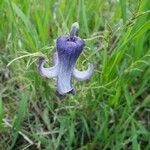 Clematis hirsutissima Blüte