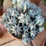 Euphorbia polygona Συνήθη χαρακτηριστικά