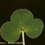 Trifolium occidentale ഇല