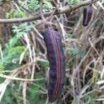 Vachellia farnesiana Плод