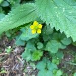 Geum macrophyllum花