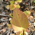 Spiraea betulifolia 葉