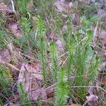 Lycopodium annotinum Foglia