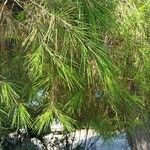 Pinus halepensis ഇല