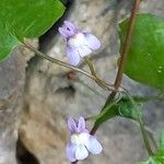 Cymbalaria muralis ফুল