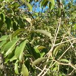 Byrsonima crassifolia Feuille