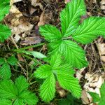 Rubus camptostachys 葉