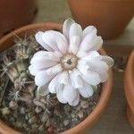 Gymnocalycium anisitsii Кветка