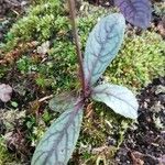 Hieracium venosum Leaf