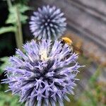 Echinops ritroFloare