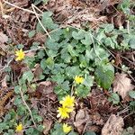 Ranunculus ficaria Habitatea