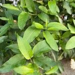 Solanum bonariense Leaf