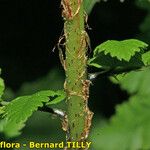 Dryopteris remota Bark