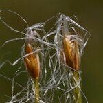 Trichophorum alpinum Frukt