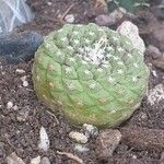 Strombocactus disciformis List