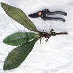 Psychotria konguensis Vekstform