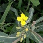 Diplotaxis tenuifolia List