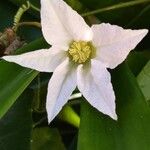 Coccinia grandis Flower