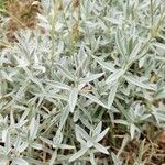 Cerastium tomentosum Leaf