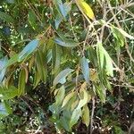 Syzygium schistaceum 葉