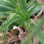 Aloe pluridens Blad
