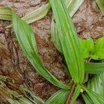 Curculigo orchioides Hoja