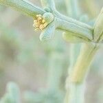 Anabasis setifera Blomma