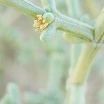 Salsola setifera Flower