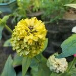 Zinnia peruvianaFlower