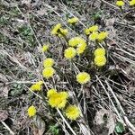 Tussilago farfaraFlor