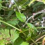 Circaea lutetiana Leaf